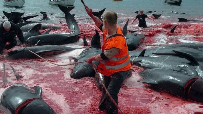 Villagers turn sea red 180 whales on Faroe Islands