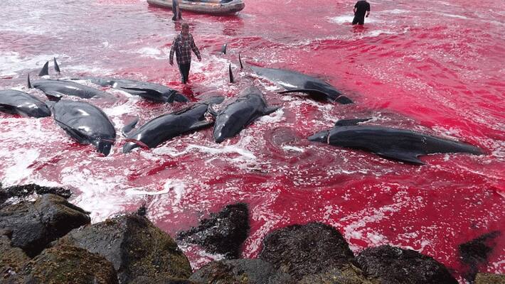 Villagers turn sea red 180 whales on Faroe Islands