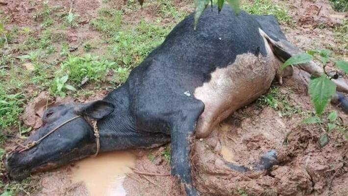 മഹാപ്രളയത്തില്‍ ചത്തൊടുങ്ങിയത് ആയിരക്കണക്കിന് വളർത്തുമൃഗങ്ങൾ