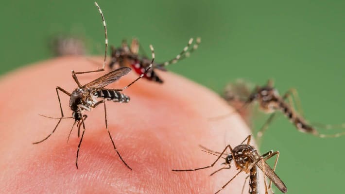 Delhi Malaria dengue chikungunya South Delhi Municipal Corporation vector-borne diseases