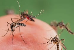 Delhi Malaria dengue chikungunya South Delhi Municipal Corporation vector-borne diseases