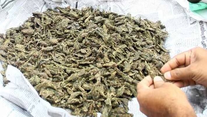 youth taken into custody with ganja youth taken into custody with ganja