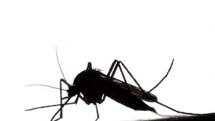 Mosquito menace Understanding the most dangerous creature to roam the earth Mosquito menace Understanding the most dangerous creature to roam the earth