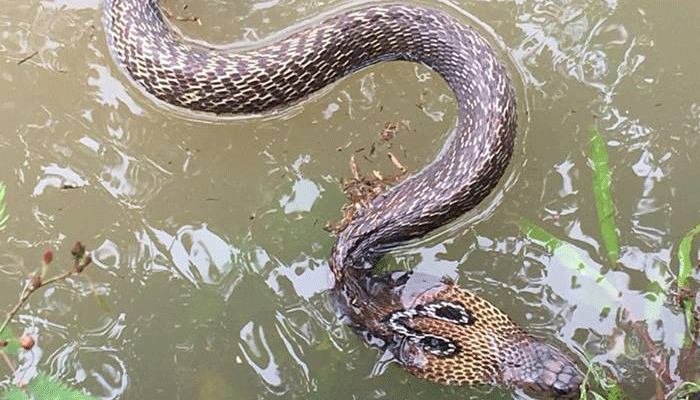 Receding Waters Leave Behind Snakes In Houses Receding Waters Leave Behind Snakes In Houses