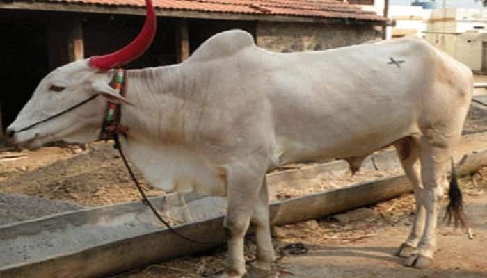 Complaint against bull bihar police station