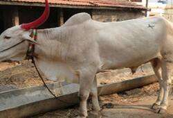 Bihar youth lodged police complaint against bull animal attack panchayat