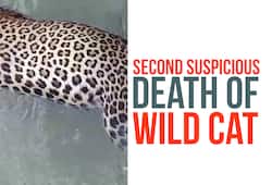 Karnataka: Leopard found dead in Mandya under suspicious circumstances