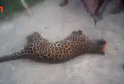 India wildlife Leopard killed Assam endangered animal man animal conflict