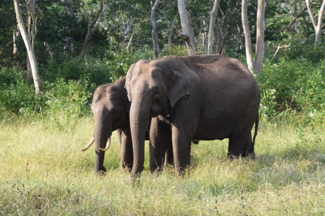 Indian Railways come up 'Plan Bee' to prevent elephant casualties