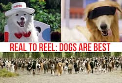 National Dog Day Four-legged friends show their star power on screen
