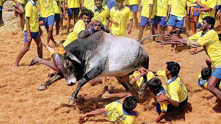 More than 400 bulls participated in jallikattu Seven people injured More than 400 bulls participated in jallikattu Seven people injured