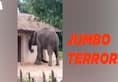 Assam Karimganj wild elephant destroys village terror caught on camera
