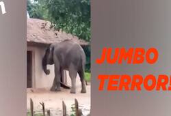 Assam Karimganj wild elephant destroys village terror caught on camera