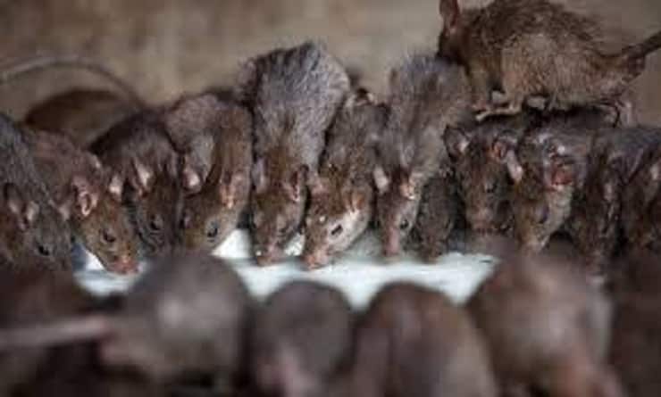 spread rat fever in kerala 23 dead
