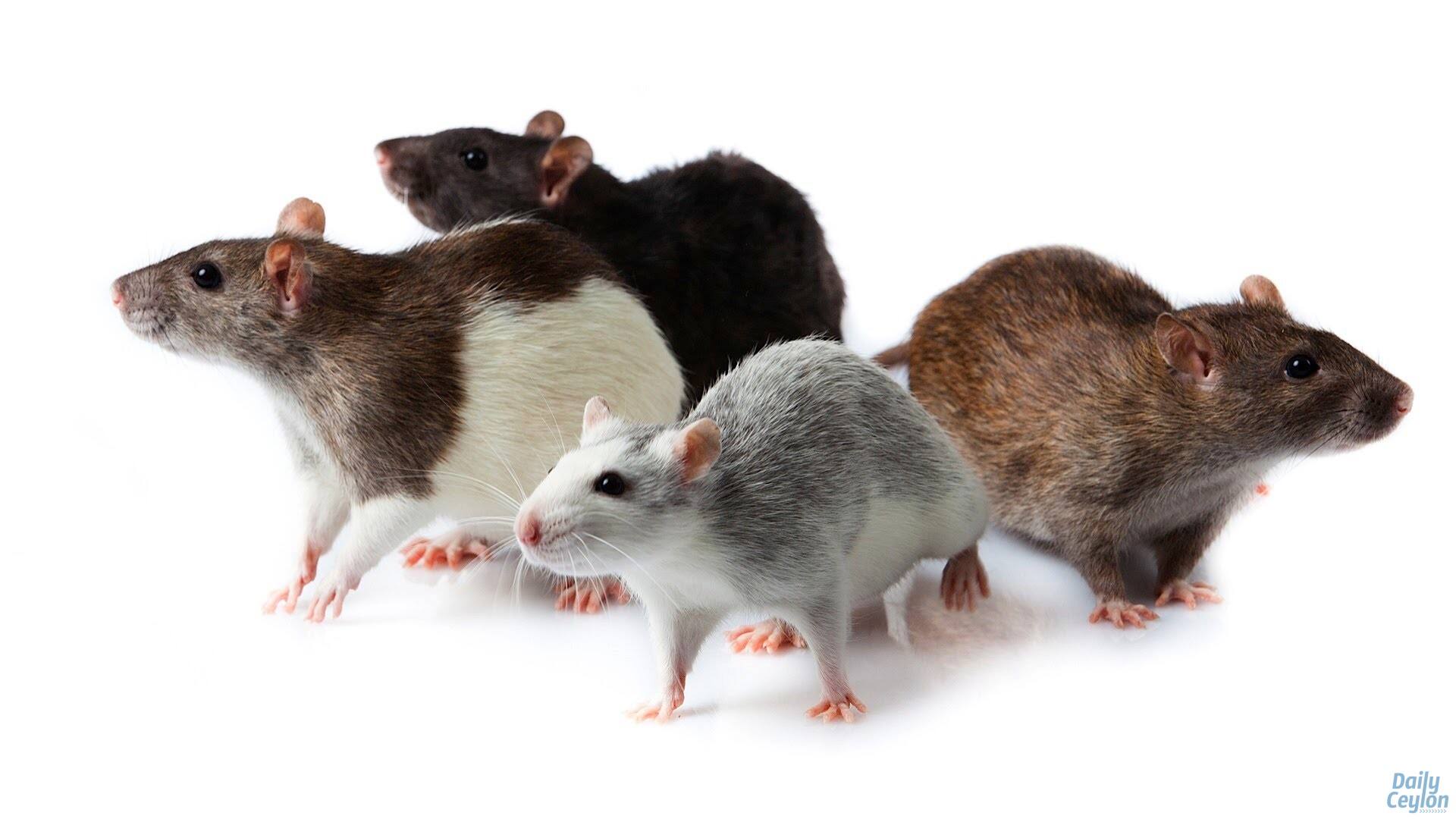 spread rat fever in kerala 23 dead