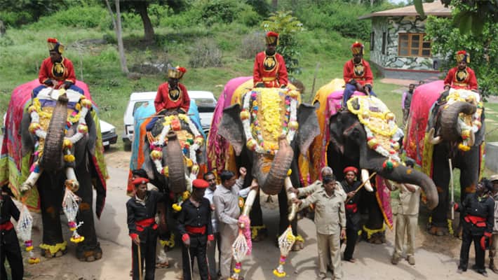 Mysuru Dasara: Jumbos get grand welcome at palace, Arjuna elephant to carry 'howdah' Mysuru Dasara: Jumbos get grand welcome at palace, Arjuna elephant to carry 'howdah'