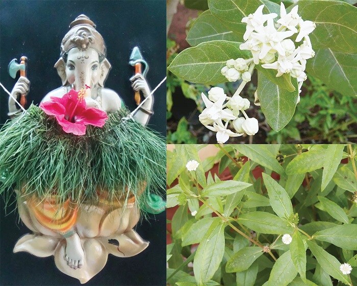 ಮುಖ್ಯ ಬಾಗಿಲಿನ ಹೊರಗೆ ಬಿಳಿ ಆರ್ಕ್ (ಎಕ್ಕ ಸಸ್ಯ ಎಂದೂ ಕರೆಯಲಾಗುತ್ತದೆ) ಸಸ್ಯವನ್ನು ಇರಿಸಿ. ಈ ಸಸ್ಯವನ್ನು ಇರಿಸಿರುವ ಮನೆ ಯಾವಾಗಲೂ ಎಲ್ಲಾ ದುಷ್ಟ ಶಕ್ತಿಗಳು ಮತ್ತು ದುಷ್ಟ ಕಣ್ಣಿನಿಂದ ಸುರಕ್ಷಿತವಾಗಿ ಉಳಿಯುತ್ತೆ. 