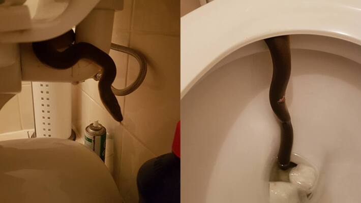 Austrian man bitten by python during visit to the toilet Austrian man bitten by python during visit to the toilet