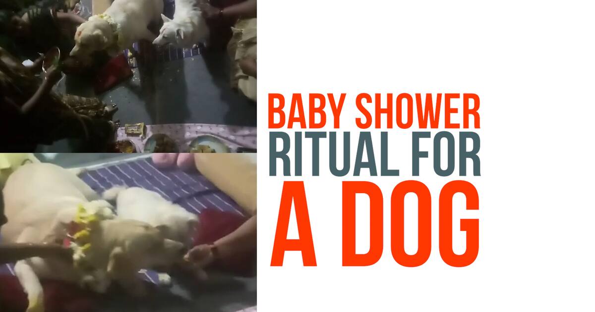 Karnataka People perform baby shower ritual for a dog in Ballari (Video)
