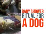 Karnataka baby shower ritual for  dog Ballari Video Steel city