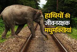 Trick to prevent elephants from rail accident