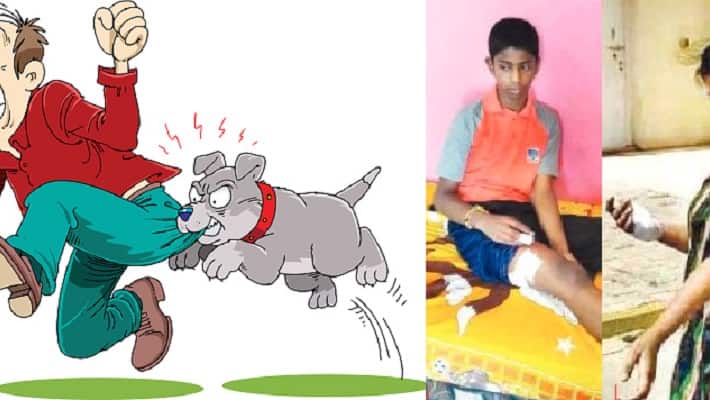 Street dog menace resurfaces in Bengaluru, sterilisation not solving the problem Street dog menace resurfaces in Bengaluru, sterilisation not solving the problem