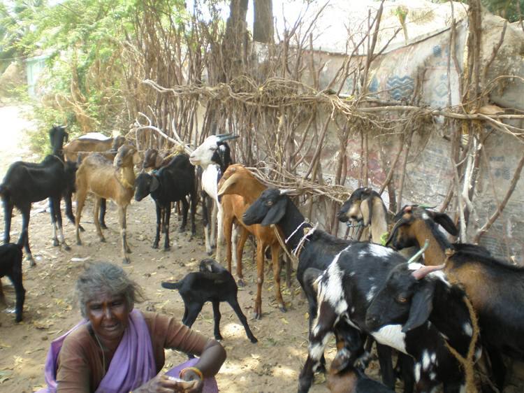 hi tech goat theifs handed over to police in cuddalur