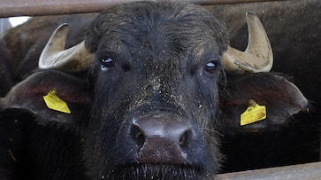 Karnataka man arrested for stealing buffaloes 58 years ago KRJ Karnataka man arrested for stealing buffaloes 58 years ago KRJ
