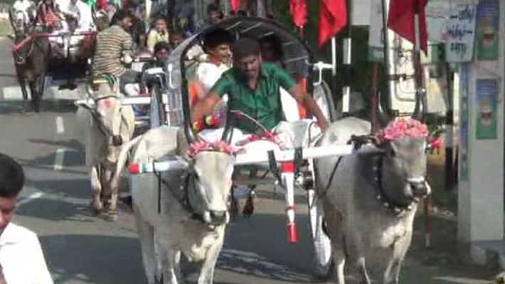 Marriage Couple... Travels in Bullock Cart