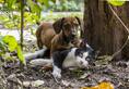 US house of representative passes bill prohibiting people from eating dogs and cats