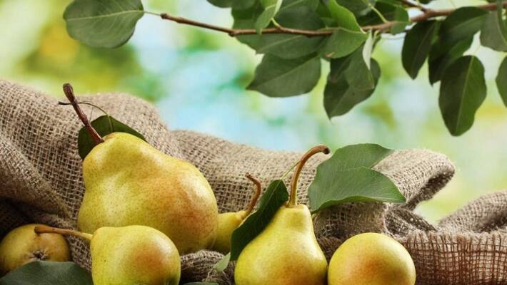 Health and Nutrition Benefits of Pears Health and Nutrition Benefits of Pears