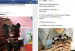 Facebook sees a rise in illegal, endangered, exotic pet trade; at least 9 groups active in Thailand