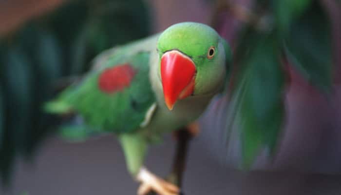 Jammu: Two held for attempting to illegally transport 30 Alexandrine parrots to Punjab
