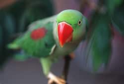 Jammu: Two held for attempting to illegally transport 30 Alexandrine parrots to Punjab