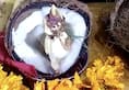 Madhya Pradesh Lord Ganesha inside coconut video