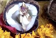 Madhya Pradesh Lord Ganesha inside coconut video