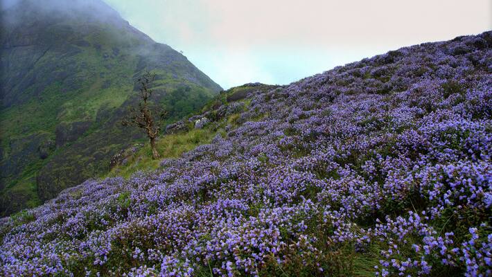 tourism dept withdraw special instructions for neelakurinji protection tourism dept withdraw special instructions for neelakurinji protection
