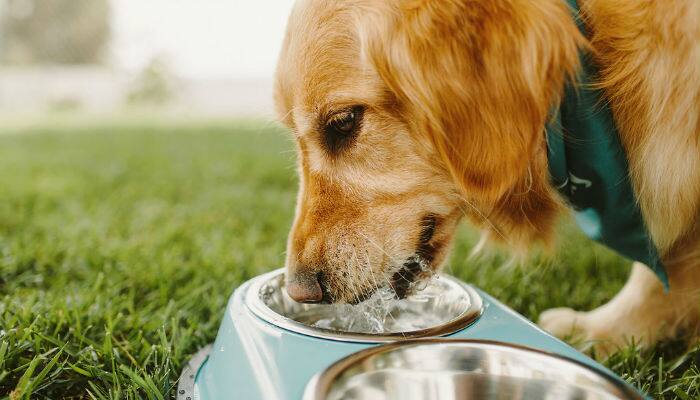 study shows bacterias in dog's bowl may harm human and pets