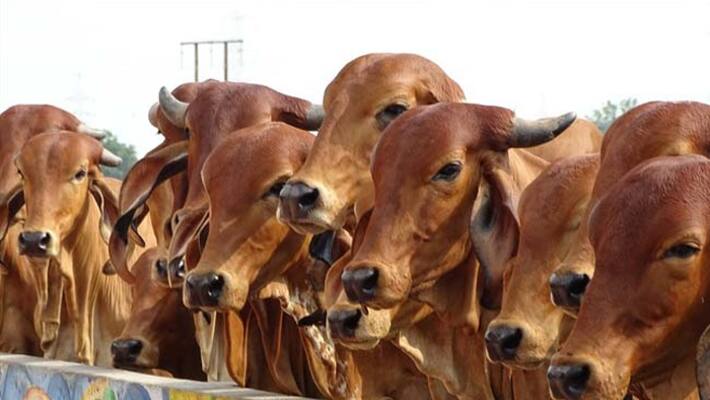 JDS Leader Gurupada gowda Offers Cows Distribute To Each House If wins Election JDS Leader Gurupada gowda Offers Cows Distribute To Each House If wins Election