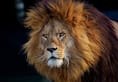 Gujarat 11 lions dead Gir forest Deputy Conservator of Forest PCCF wildlife