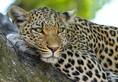 Maneater leopard caught in Uttarakhand's Bageshwar