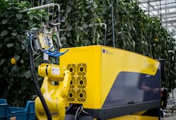 Robot 'Sweeper' developed to detect ripe produce in sweet pepper harvesting