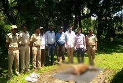 Karnataka forest  Hunters kill deer officials Video Karwara taluk Uttara Kannada district