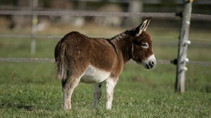 Unknown facts about Donkey Unknown facts about Donkey