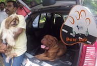 Paw Cab India's first taxi service for pets launches Bengaluru Dogguru