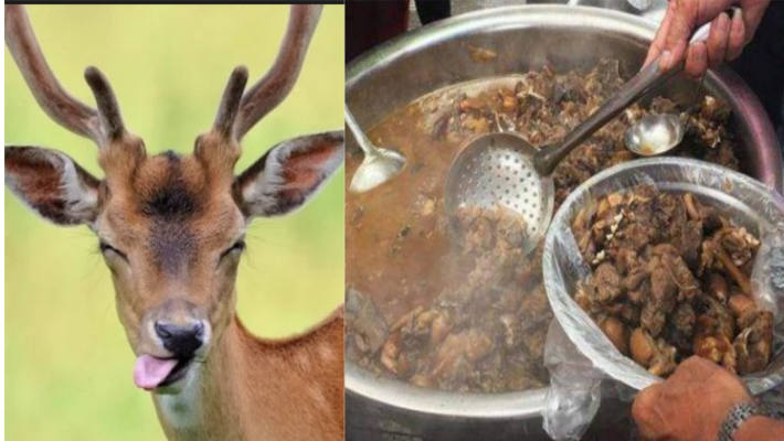 2 Deer Poacher arrested in tarikere Chikkamagaluru 2 Deer Poacher arrested in tarikere Chikkamagaluru