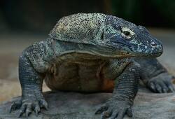 Karnataka: Over 100 rare monitor lizards killed to prepare 'aphrodisiac'