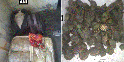 Kanpur: One smuggler arrested, 750 turtles rescued from him at Central Railway Station earlier today