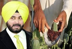 Siddhu is in favour to legalise opium sale