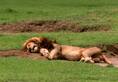 21 lions found dead in gir forest of gujarat